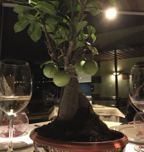 la-tegala-bonsai-apple